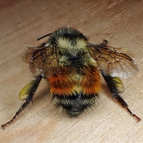 Bombus melanopygus (Black-tailed Bumble Bee) – 10,000 Things of the