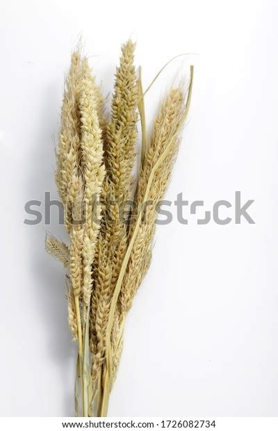 Dried Foxtail Millet Scientific Name Setaria Stock Photo 1726082734