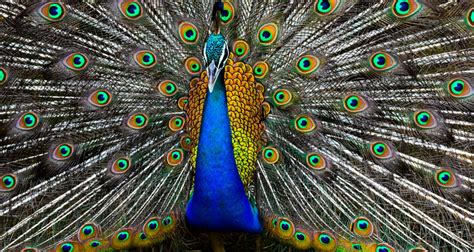 Los Angeles County May Criminalize Feeding Peacocks Joe My God