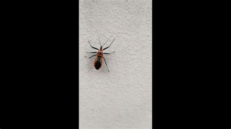 I Found A Milkweed Assassin Bug At Rooftop Brutal Insect Zelus Longipes Youtube