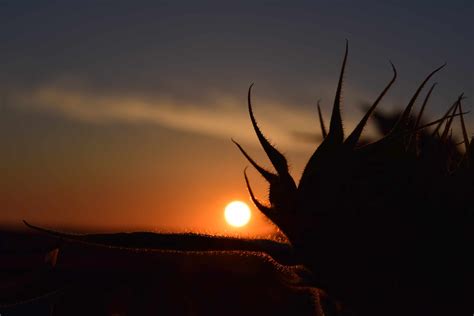 Free Picture Sun Sunset Sky Landscape Night Outdoor Sky Silhouette