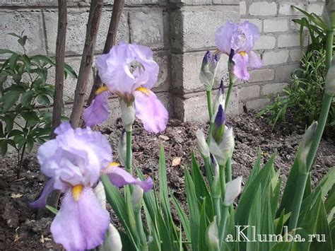 Ранние весенние цветы в саду - Клумбы и ландшафтный дизайн