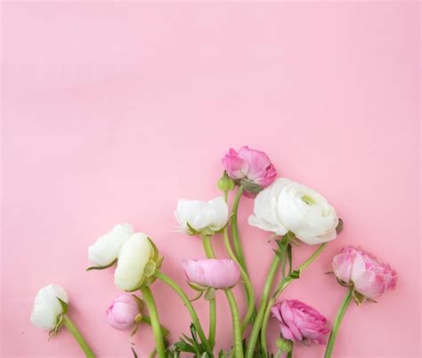 Premium Photo Buttercups Flower Bouquet On Pastel Pink Background