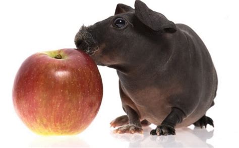 Skinny Pig (Hairless Guinea Pig): Care and Characteristics