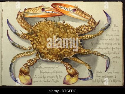 Blue Swimming Crab Portunus Portunus Pelagicus Handcolored