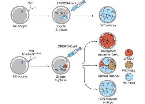 CRISPR precisely and safely repairs a disease gene in human embryos ...