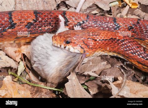 Okeetee Corn Snake Pantherophis Guttatus Red Rat Snake Colour Phase