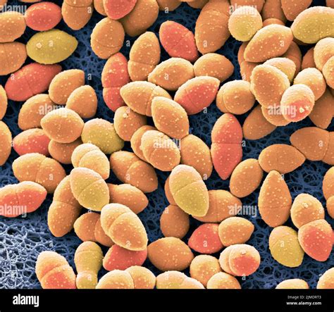 Scanning Electron Microscopy Bacteria Hi Res Stock Photography And