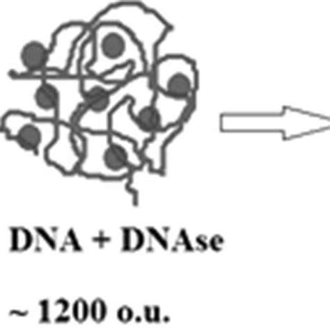 Scheme Of The First Stages Of Hydrolysis Of High Molecular Dna By Dnase