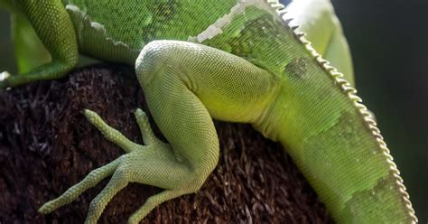 149 photos of Green Iguana Lizards – Photo Reference – Fotoref