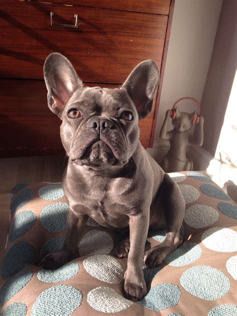 1000+ images about Blue french bulldogs on Pinterest | Blue french bulldogs, French and Brindle ...