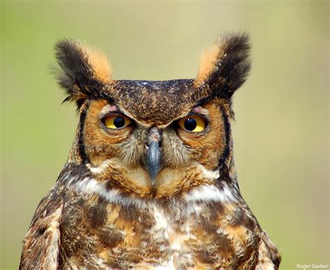 Winter Weather’s Fine for Nesting Great Horned Owls : The National