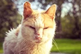 Scabies in Cats | Symptoms, Causes and Treatments