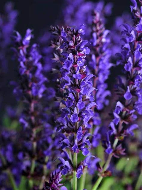 Salvia Lyrical Blues Bluestone Perennials Meadow Sage Perennial