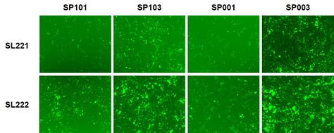 COVID 19 Coronavirus Stable Cell Lines ACE2 GeneCopoeia