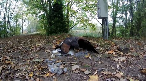 Hunting With Harris Hawks And Ferrets 2nd Weekend October 2017 Youtube