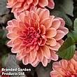 Dahlia Double Dreamy Collection Suttons