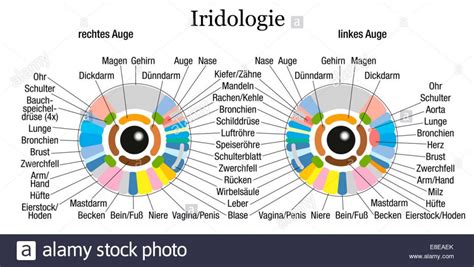 How To Read Iridology Chart The Definitive Guide Maikong Iridology