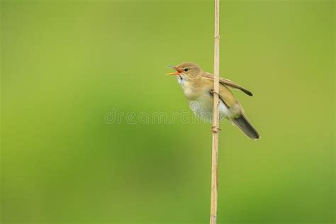 Marsh Warbler Acrocephalus Palustris Singing Bird Stock Image Image