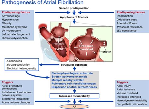 Pdf Role Of Left Ventricular Diastolic Dysfunction In Predicting