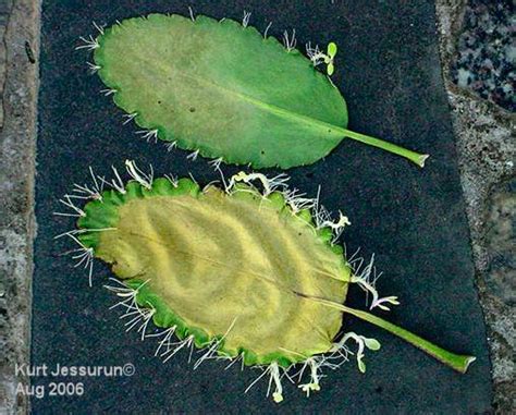 √ダウンロード Katakataka Leaves 296645 Katakataka Leaves Medicinal Uses