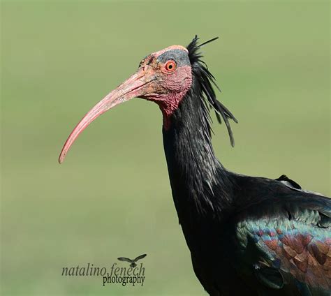 Details Northern Bald Ibis Birdguides