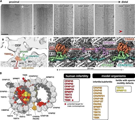 Structural Specializations Of The Sperm Tail Science Easyview