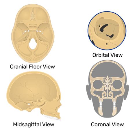 Ethmoid Bone Anatomy - Anatomy Reading Source