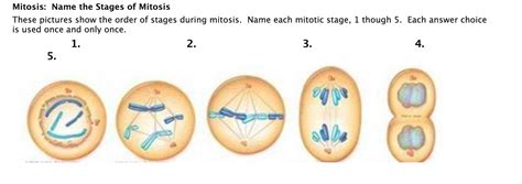 Five Stages Of Mitosis