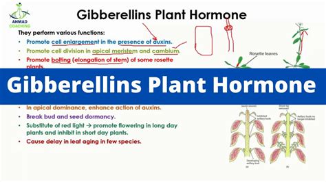 Gibberellins Plant Hormone Youtube