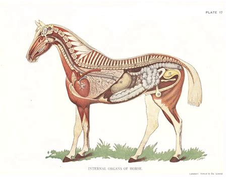 Equine Internal Anatomy — Printable Worksheet