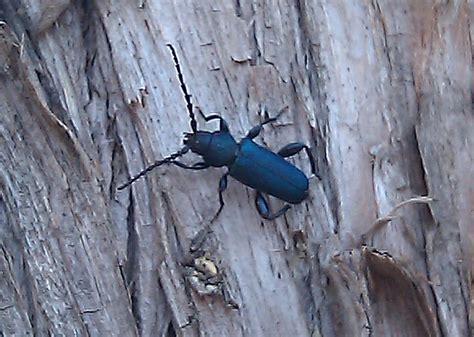 Black Longhorned Borer Beetle From Colorado Whats That Bug