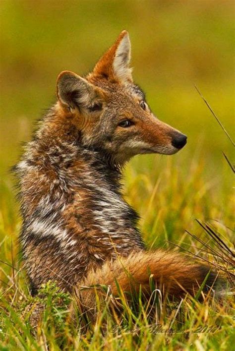 Beautiful Coyote Beautiful Creatures Animals Beautiful Coyote Animal