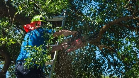 Un adolescente murió electrocutado mientras cortaba un árbol