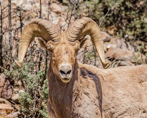 Bighorn Sheep Portrait Photograph By Morris Finkelstein Fine Art America