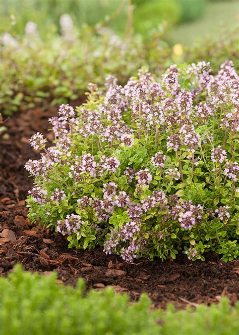 Thyme Archers Gold 1ltr | Dobbies Garden Centres