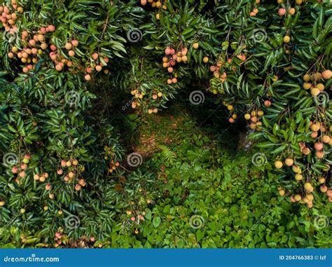 Lychee Fruits In Growth Stock Image Image Of Branch 204766383