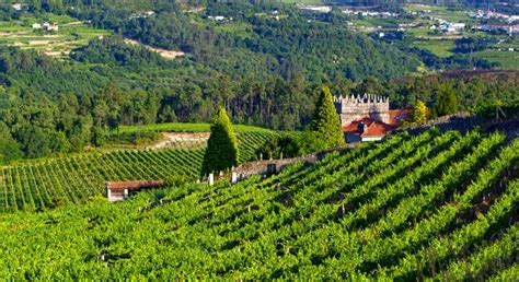 Marqu S De Vizhoja Un Vino Blanco Gallego De Autor La Mesa Del Conde