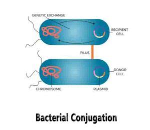 Bacterial Conjugation - Study Progression