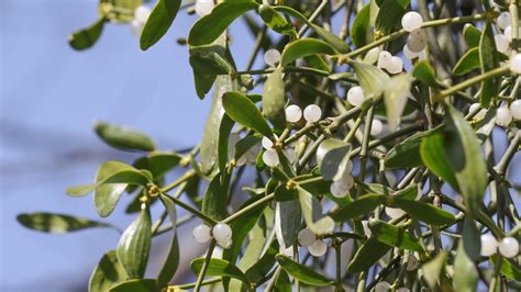 Can Mistletoe Really Attract More Birds To Your Yard?