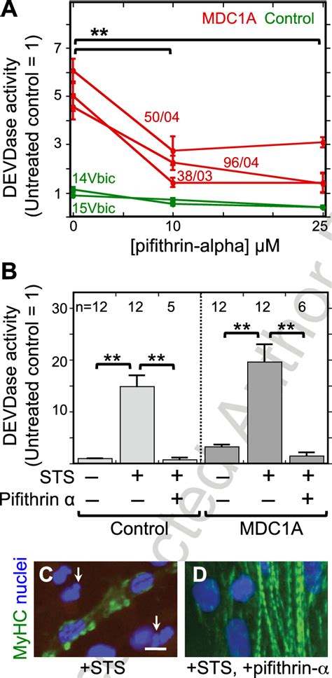 The P53 Inhibitor Pifithrin Alpha Decreased Both Spontaneous And