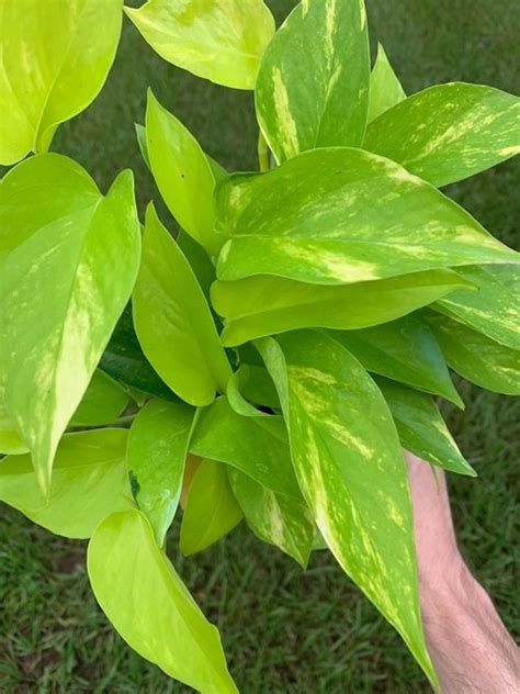 Types Of Pothos Varieties Best Pothos To Grow