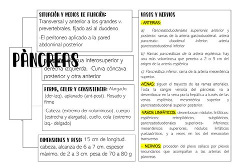 Anatomìa De Pancreas Esquemas Y Mapas Conceptuales De Fisiología Humana Docsity