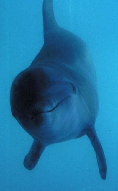 Dolphin Image Eurekalert Science News Releases