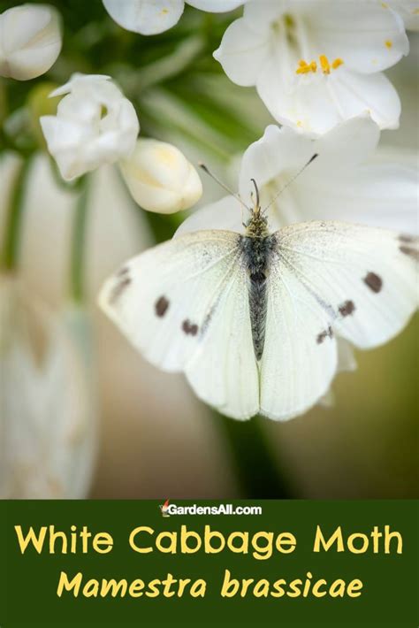 Cabbage Moth Control: Prevention and How to Get Rid of It - GardensAll