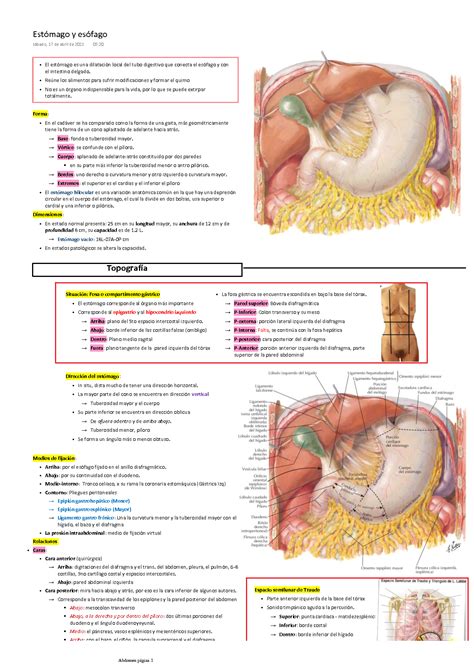 SOLUTION Estomago y esófago Anatomía Studypool