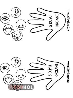 Duyu Organ Eduhol Etkinlik Ndir Oyun Oyna Test Z Video Zle