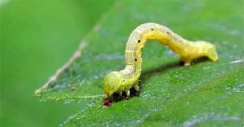 Inchworm - A-Z Animals