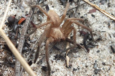 ARANEAE | Pybio Paraguay Biodiversidad