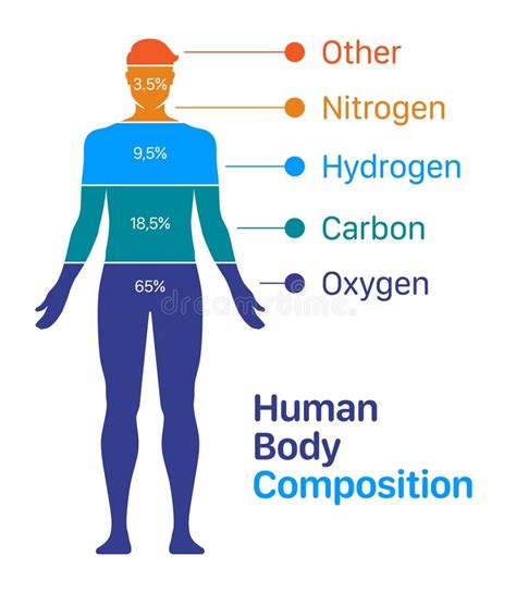 A Human Body Composition Chart Vector Illustration Stock Vector